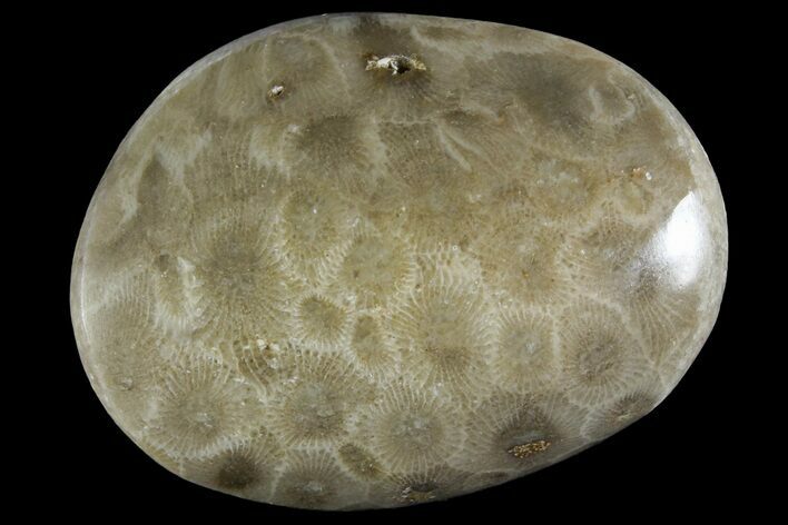 Polished Petoskey Stone (Fossil Coral) - Michigan #156069